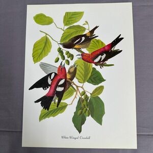 1950 Vtg Print  White Winged Crossbill American Bird Art Illustration Audubon